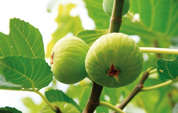 Fico Bianco del Cilento